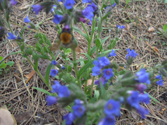 Pulmonaria angustifolia