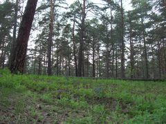 Pulmonaria angustifolia