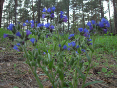 Pulmonaria angustifolia