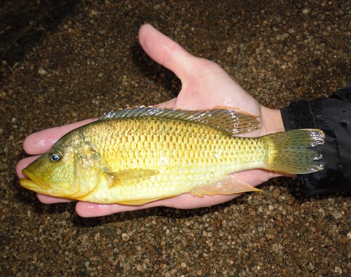 Canary kurper (Chetia flaviventris) — Cichlidae — 2
