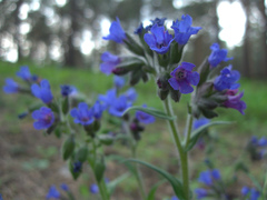 Pulmonaria angustifolia