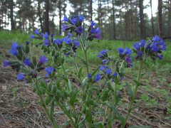 Pulmonaria angustifolia