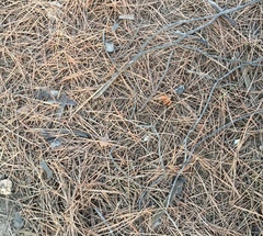 Erithacus rubecula