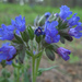Blue Lungwort - Photo no rights reserved, uploaded by Andrey Korobkov