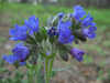 Blue Lungwort - Photo no rights reserved, uploaded by Andrey Korobkov