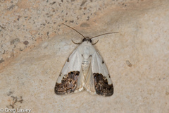 Tarache tetragona