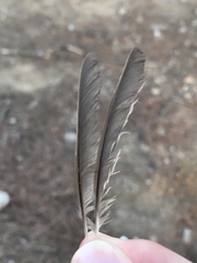 Erithacus rubecula