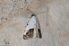 Tarache tetragona
