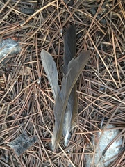 Erithacus rubecula