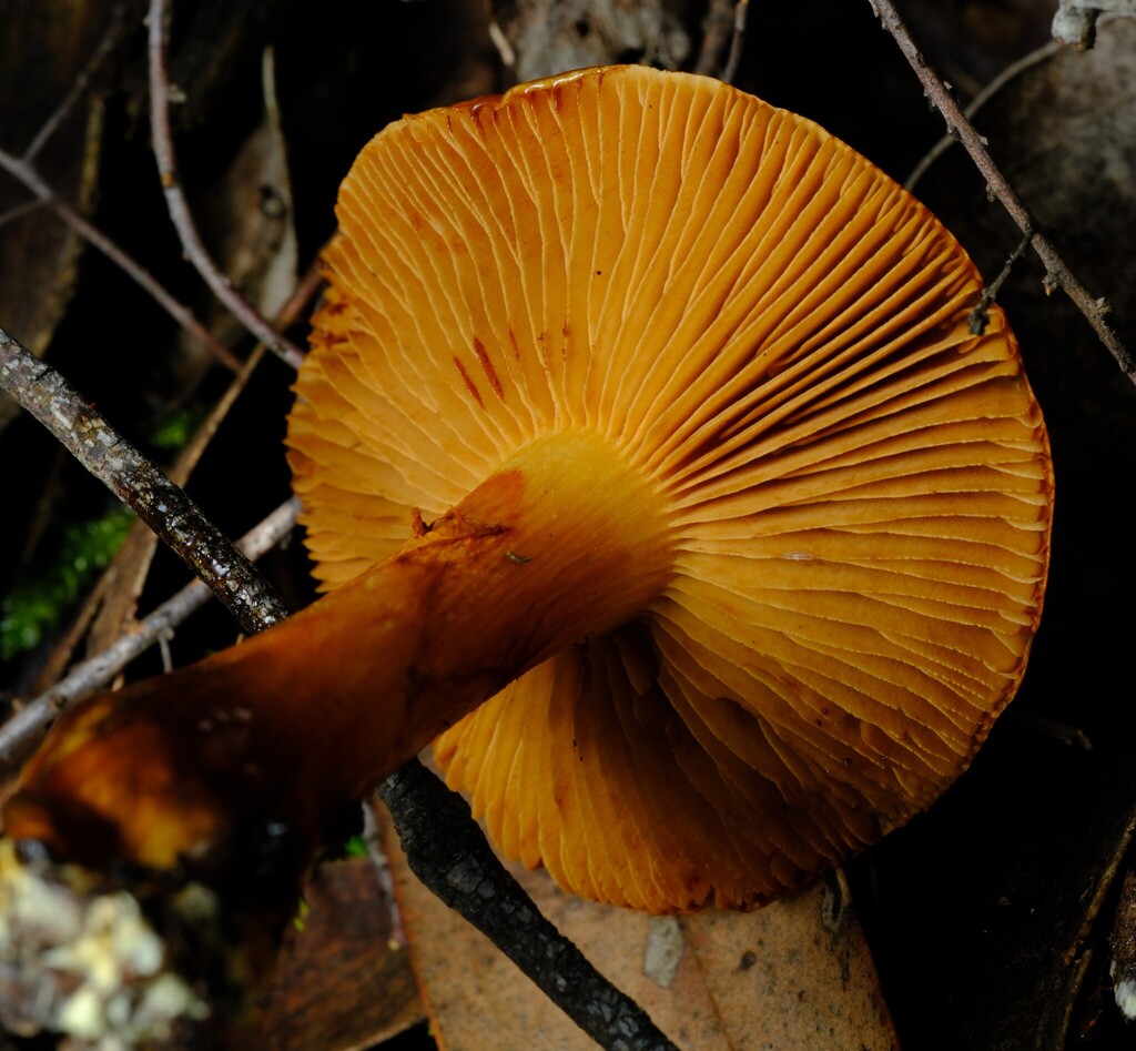 Cortinarius sinapicolor · July 2025 · photo: © possumpete (iNaturalist, cc0)