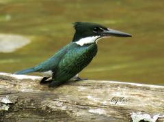 Chloroceryle amazona