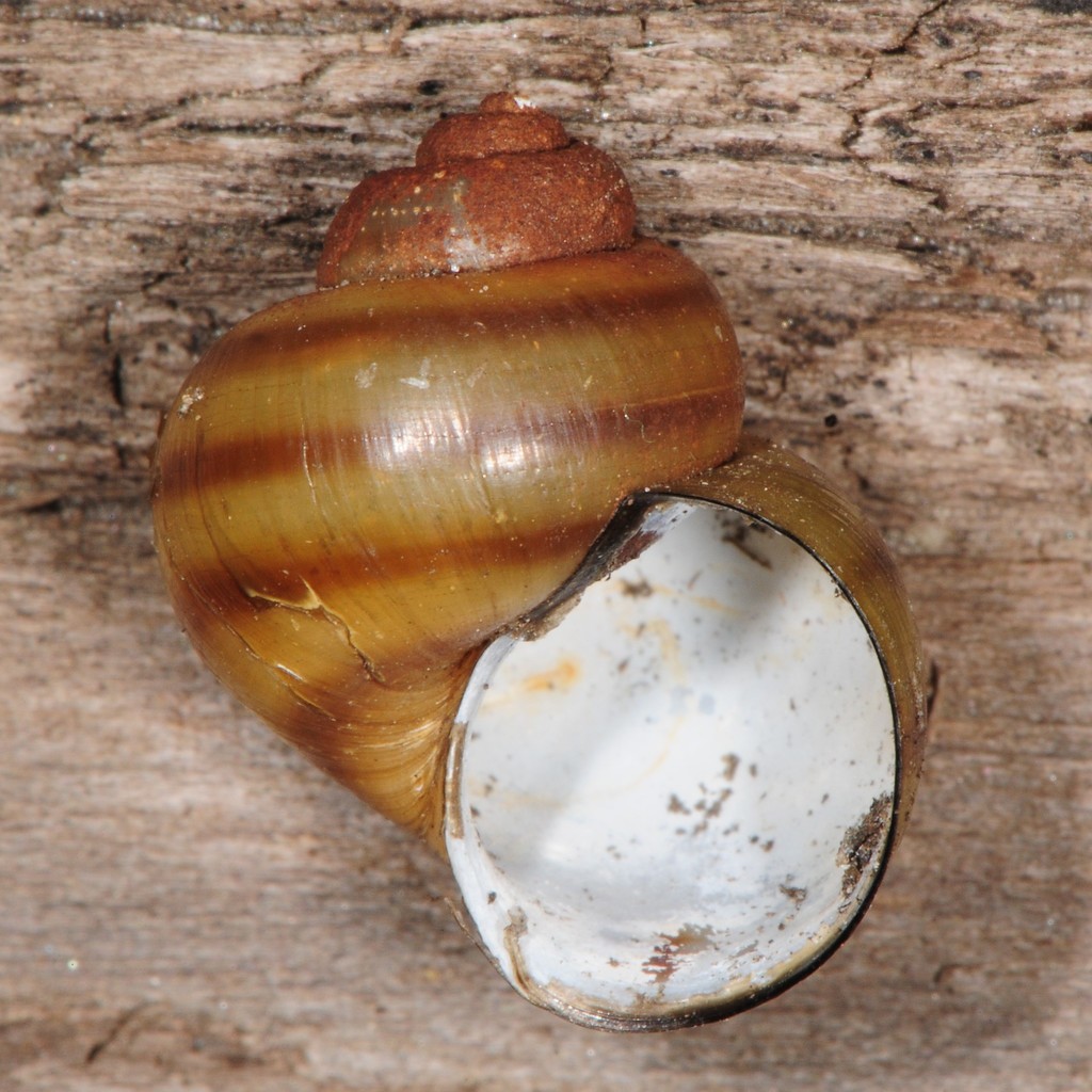 Viviparinae