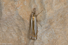 Crambus harrisi