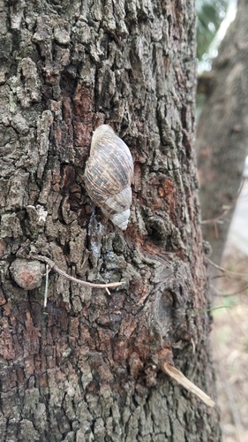 Drymaeus dunkeri