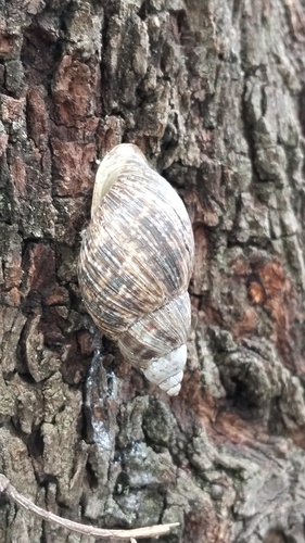 Drymaeus dunkeri