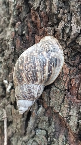 Drymaeus dunkeri