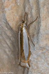 Crambus harrisi