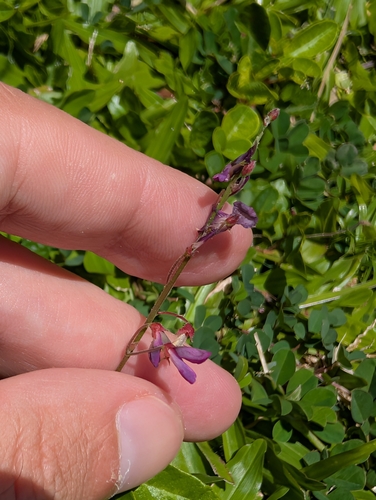 Desmodium incanum observed 2025-07-30