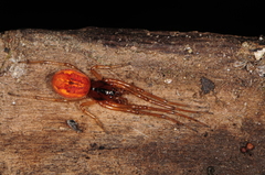 Pachygnatha