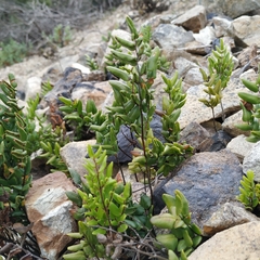 Pellaea pteroides