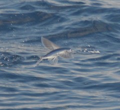 Cheilopogon melanurus