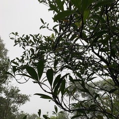 Ternstroemia gymnanthera