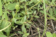Lenophyllum texanum