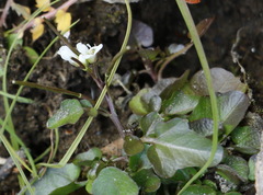 Cardamine scutata
