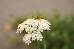 Achillea millefolium