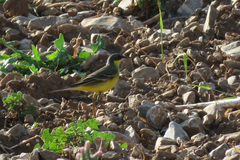 Motacilla flava thunbergi