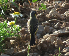 Motacilla flava thunbergi