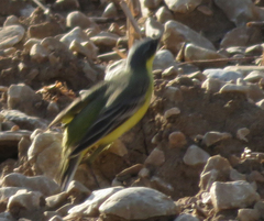 Motacilla flava thunbergi