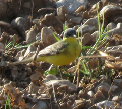 Motacilla flava thunbergi