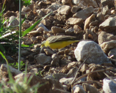 Motacilla flava thunbergi