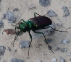 Cicindela splendida
