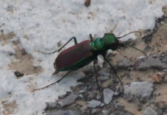 Cicindela splendida