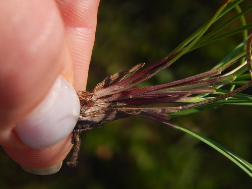 Festuca rubra