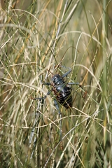 Acanthoplus discoidalis
