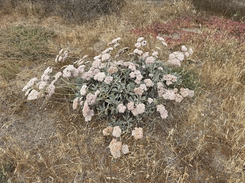 St. Catherine's Lace