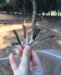 Fringilla coelebs