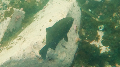 Ancieta sea chub (Medialuna ancietae) — Kyphosidae — 4