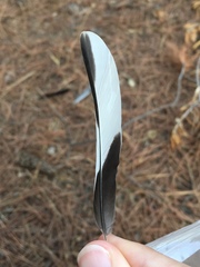 Fringilla coelebs