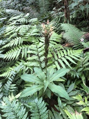 Habenaria pantlingiana