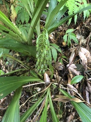 Calanthe formosana