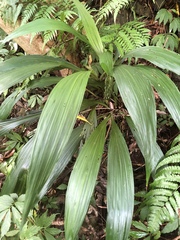 Calanthe formosana