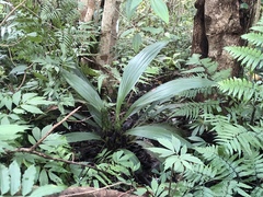 Calanthe formosana