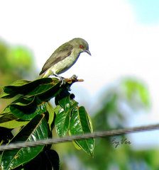 Dacnis flaviventer