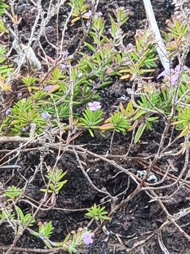 Madeiran Whitweed (Micromeria maderensis)