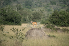 Tragelaphus scriptus bor