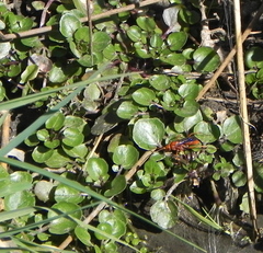 Tachypompilus unicolor